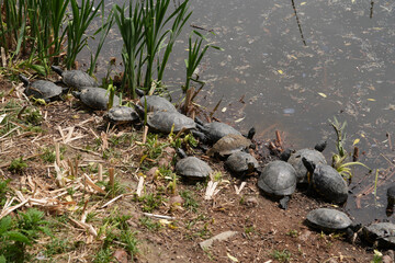  turtle family on the ground