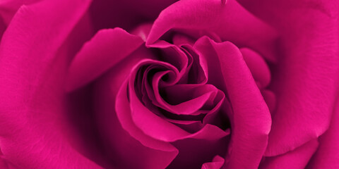 Red magenta rose flower banner, flowery aesthetic nature close up pattern, botanical design...