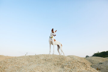 A poised Ibizan Hound dog stands on a sandy mound against a pale sky, its large ears catching the...