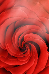 Close up red rose with petals macro texture, top view beauty nature aesthetic background with...