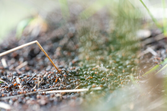 Close-up of an anthill