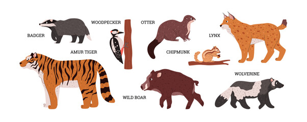 Taiga animals and natural biome characters set, flat vector illustration isolated.