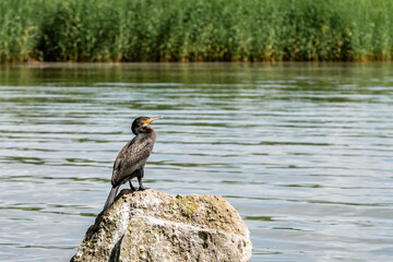 a great cormorant with wings closed, perching on a rock