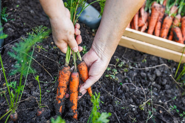 Farmer hands picking fresh carrot from organic vegetable garden - obrazy, fototapety, plakaty