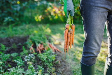 Farmer holding harvested carrots from organic garden. Fresh root vegetable