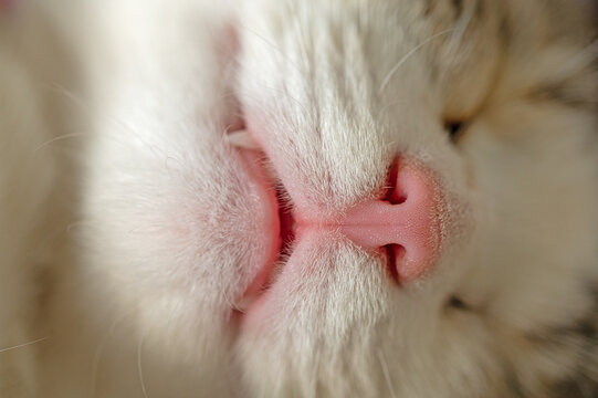 Close-up of a cat's pink coloured nose.