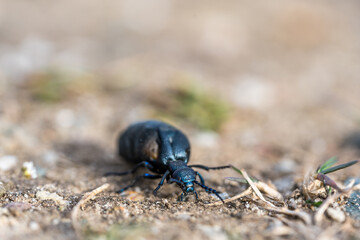 The highly toxic blister beetle 