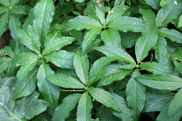 In the spring, Mercurialis perennis grows in the forest