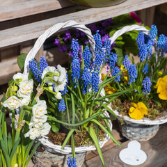 Spring flowers - muscari, ranunculus, daffodils in a wicker basket decorate the entrance to the cafe.