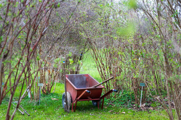 Metal cart with garden waste in a botanical garden in spring.