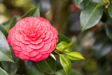 Red Camellia sasanqua in the park. Square frame