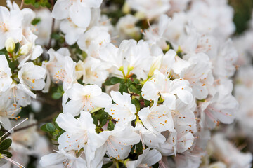 Rhododendron Cunninghams White (Rhododendron 'Cunninghams White') is blooming in the garden