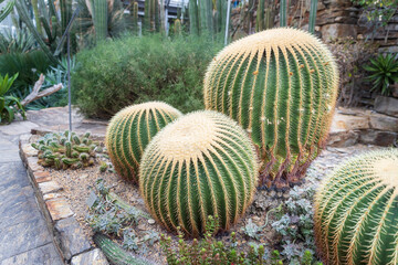 Kroenleinia grusonii, popularly known as the golden barrel cactus, golden ball or mother-in-law's cushion, is a species of barrel cactus which is endemic to east-central Mexico.