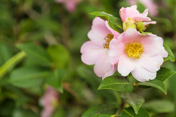 Obraz na płótnie Canvas Camellia sasanqua, with common name sasanqua camellia, is a species of Camellia native to southern Japan.