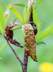 Curling of peach leaves caused by the fungus Taphrina deformans