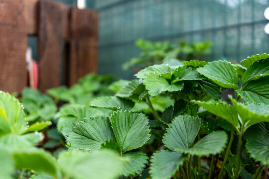 Young strawberry plants in a raised bed