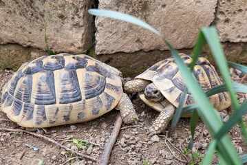 Hermanni turtles play together