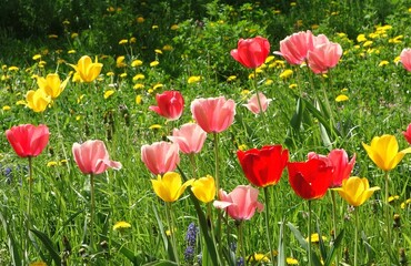 Colorful tulips in red, pink and yellow grow in early spring in a field near dandelions in the...