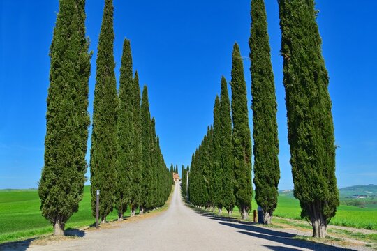 landscape of the Poggio Covilli farmhouse immersed in the greenery of the Val d'Orcia in Siena, Tuscany, Italy