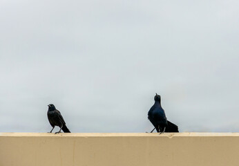 Two Great Tailed Grackles or Mexican Grackles