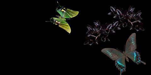 Two butterfly and a black orchid