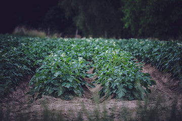 Beautiful view of flowering potatoes with green tops.
