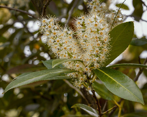 Blüten des Kirschlorbeers