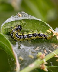 Raupe des Buchsbaumzünslers