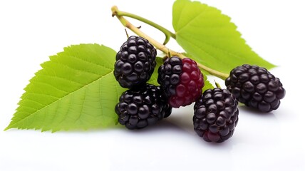 Mulberry fruit on white background
