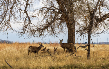 Adorable deer at Rocky Mountain Arsenal National Wildlife Refuge, Colorado.