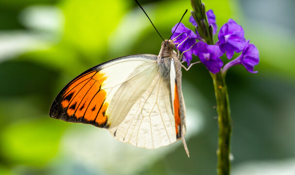Beautiful tropical butterfly on a green blurred background. Great Orange Tip (Hebomoia glaucippe) 