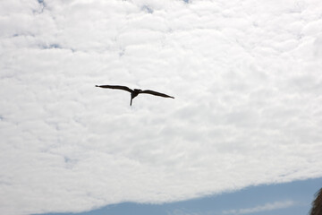 American brown pelican close up