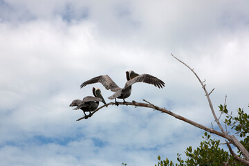 American brown pelican close up