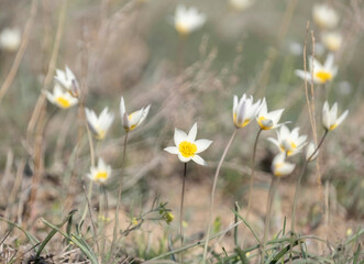 A whole glade of Turkestan tulip, a small white flower with a yellow center. wild primrose flower and symbol of spring on green steppe
