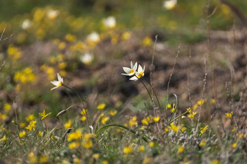 flowers of the Turkestan tulip, a small white flower with a yellow center. wild primrose flower and symbol of spring in the green steppe among other flowers