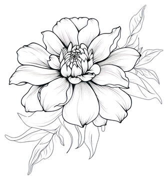 PNG  Flower drawing sketch plant.