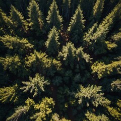 Fototapeta premium pine background