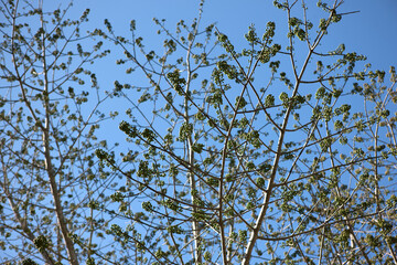 Mexico ruins of Calakmul on a sunny winter day