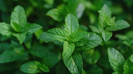 Mint leaves of peppermint plant Mentha piperita