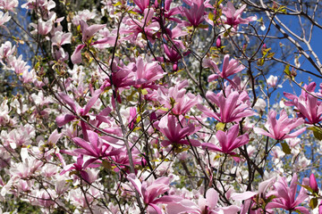 Pink magnolias. Blooming magnolia tree in the garden in spring. Beautiful delicate blurred floral background, bokeh. - 786541946