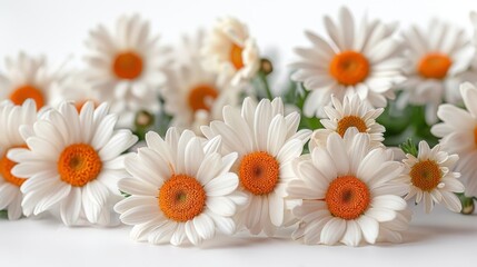 The beautiful flower of chamomile is isolated on a white background. - obrazy, fototapety, plakaty