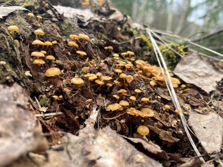 a group of small mushrooms with orange caps on the ground