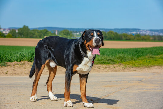 tall and cute swiss mountain dog outdoors