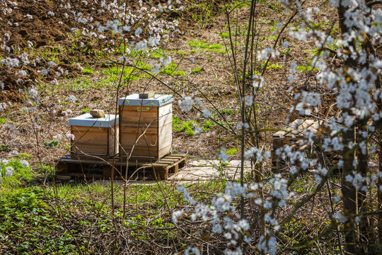 two beehives in spring
