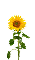 Naklejka premium Yellow flower sunflower ( Helianthus annuus ) with green leaves on white background with space for text