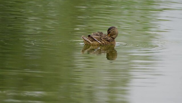 young duck in the lake