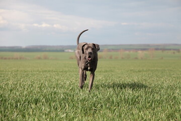 Eine deutsche Dogge läuft auf die Kamera zu 7/9