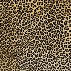 
Leopard texture animal print, leopard spots, stylish design for textiles