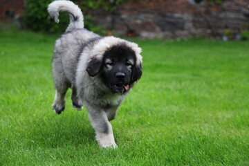 Kaukasischer Owtscharka Welpe beim Spielen