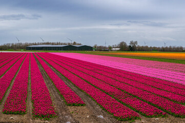 Tulip fields in April. Wind turbines produce green energy. Spring in the Netherlands, the famous...